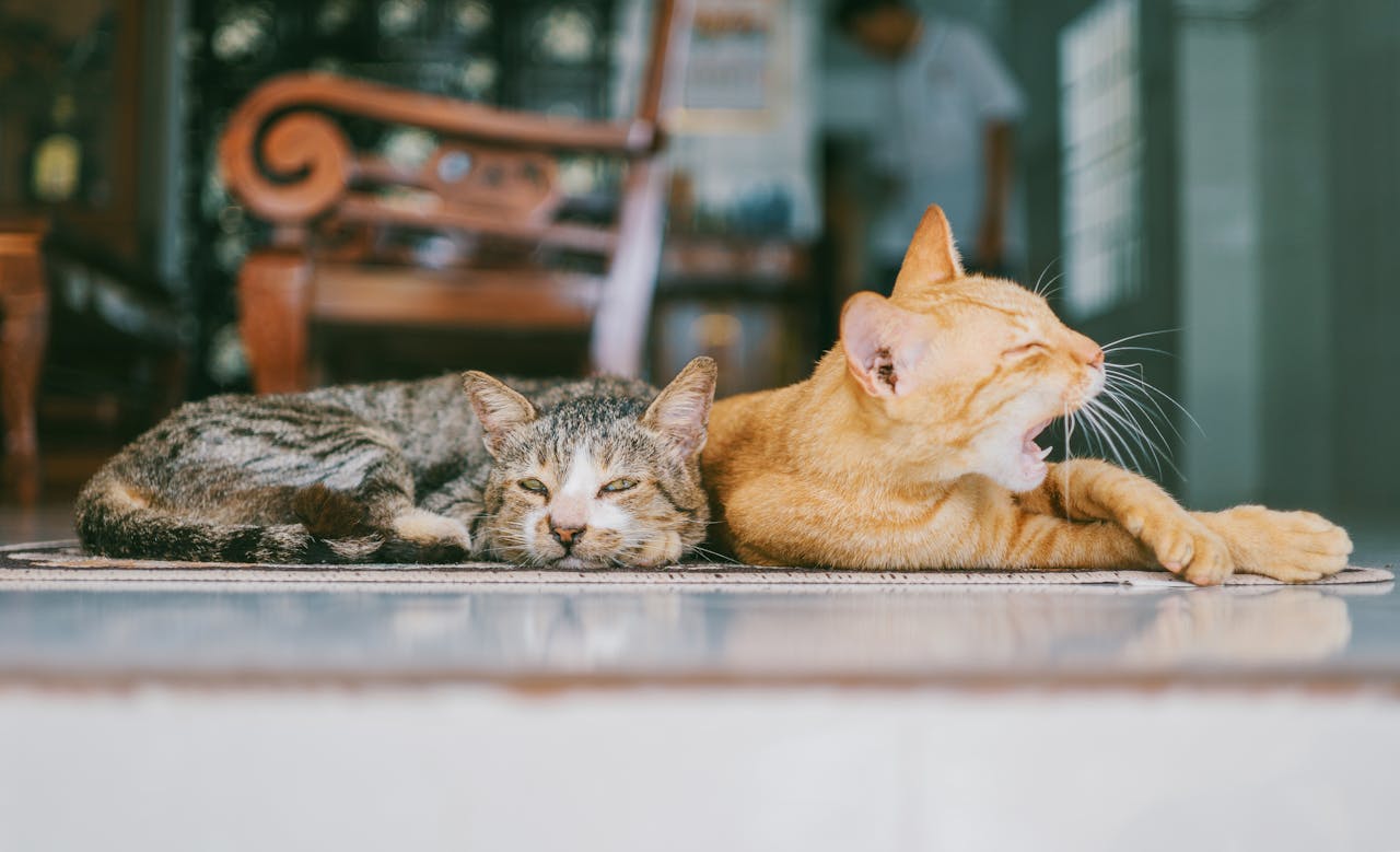 gatos