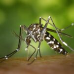 Prevención del dengue y otras enfermedades transmitidas por mosquitos en temporada de lluvias